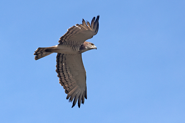 Beaudoins Snake Eagle